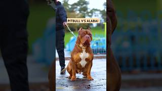 PITBULL VS ALABAI BREEDS dog shorts pitbullfacts pitbull amazingfacts facts fact knowledge [upl. by Carmon303]