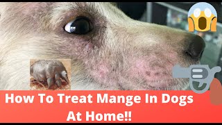 🔥Tips and Complete Guide “how to treat mange in dogs at home ” 👍 [upl. by Adara]