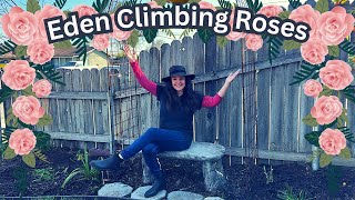 Planting Eden Climbing Rose on Garden Trellis bare root [upl. by Phira]