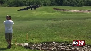 Goliath gator spotted at Palmetto golf course [upl. by Leelahk338]