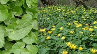 Lesser celandine Ranunculus ficaria  natural remedy of Spring [upl. by Eceinart337]