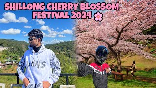 Shillong Cherry Blossom Festival 2024🌸Guwahati to Shillong [upl. by Wolenik473]