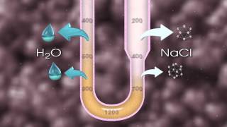 Urine Formation [upl. by Lleret]