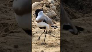 River lapwing Bird spotted  Panod Nala Jim Corbett National park nitinstalk birds jimcorbett [upl. by Haimirej]