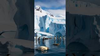 Antarctica Explore the Last Great Wilderness on Earth [upl. by Press]