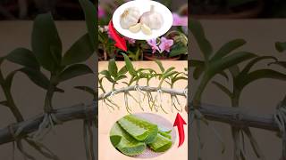 This miracle causes orchids to take root and sprout new green shoots [upl. by Cyndia]