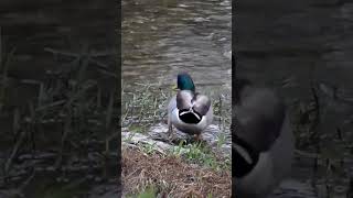 a Mallard on a drizzly day [upl. by Snehpets]