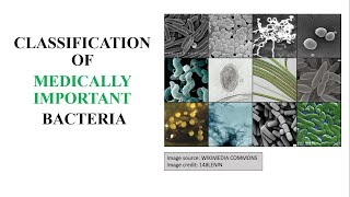 Classification of medically important bacteria [upl. by Eadmund474]