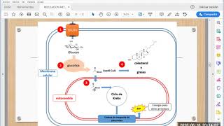 Regulación metabolica [upl. by Enelyahs]