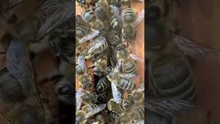 Autumn preparations 🐝🐝🐝 honeybee beekeeping wildlife naturevideo natgeoyourshot [upl. by Christean268]