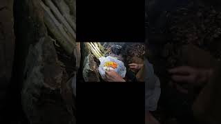 Cooking Fat Back Bacon Stew camping campfirecooking bushcraft [upl. by Imac729]