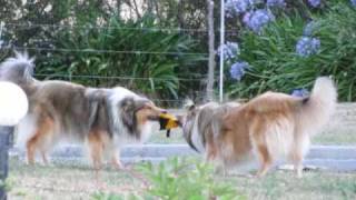 Rough Collies playing [upl. by Sined978]