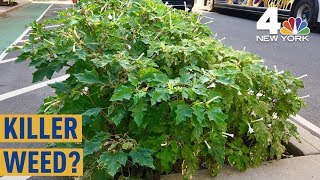 Killer Hallucinogenic Weed Found Blooming in NYC Intersection  NBC New York [upl. by Fortuna]