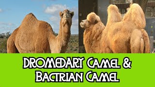 Dromedary Camel amp Bactrian Camel  The Differences [upl. by Lrub]