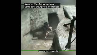 On This Day August 16 1996  Binti Jua the Heroic Gorilla Saves a Young Boy at Brookfield Zoo [upl. by Brietta]