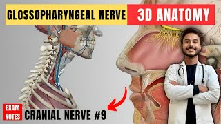 glossopharyngeal nerve anatomy  9th facial nerve anatomy  cranial nerve anatomy  maxillary nerve [upl. by Bradan]