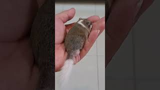 CUTE AFRICAN DORMICE cute pets cutepets shortvideo shorts cover [upl. by Ahsin]