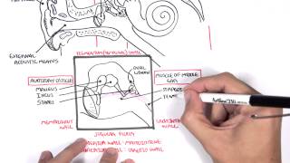 Anatomy  Ear Overview [upl. by Sucramd843]