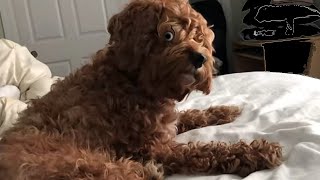 Cute Cockapoo Puppy Reacts To Cat Sounds [upl. by Ganiats]