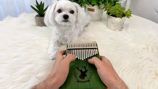 CUTE DOG LISTENING TO KALIMBA MUSIC [upl. by Arrol256]