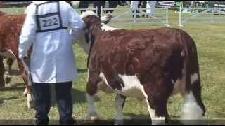 Hereford Judging at the Great Yorkshire Show 2013 [upl. by Gaby]