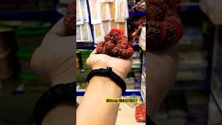 Original rudrakssh mala wholesale malaysia mauritius [upl. by Servais413]