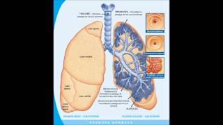 poumons crepitants [upl. by Scuram134]