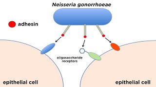 Bacterial Pathogenesis How Bacteria Cause Damage [upl. by Melli239]