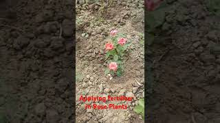 How to apply Mixture fertilizer in Rose Plants in A Garden [upl. by Ahsilet675]