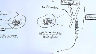 quotLe matériel génétiquequot en bref Chromatine chromosome chromatide [upl. by Cooperstein]