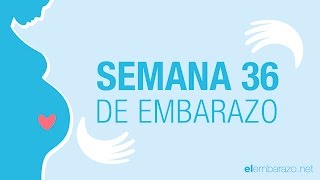 Semana 36 de embarazo  36 semanas de embarazo  El embarazo semana a semana [upl. by Nyladgam389]