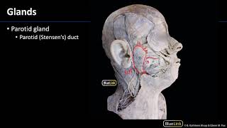 Parotid and Submandibular Triangle  Glands [upl. by Ofelia]