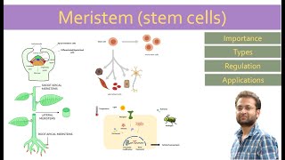 Meristem stem cells importance types regulation How they work [upl. by Papageno99]