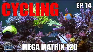 Nitrogen CYCLING Your Saltwater Aquarium  Mega Matrix 120 [upl. by Idas]