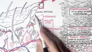 Dermatology  Overview [upl. by Ilatfan127]