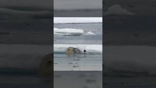 Polar Bears Stealty Ambush on a Seal From BBC Earth wildlife animals [upl. by Zurkow]