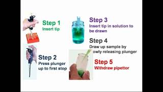 Steps Work of Micropipette [upl. by Francoise332]