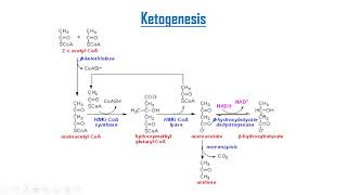 Ketone bodies metabolism [upl. by Peonir]