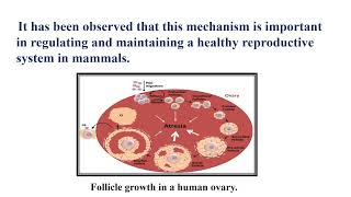 Follicular Atresia Video No 492 [upl. by Eiznekcam]