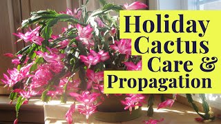 Holiday Cactus Tips Tricks amp Blooming Secrets Schlumbergera Care [upl. by Sherri253]