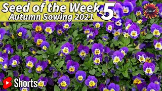 Seed of the Week 5  Viola  How To Grow Violas In Under 1 Minute  gardening flowers [upl. by Prudy764]