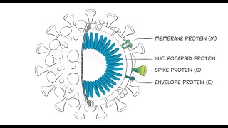 SARSCoV2 IgG antibodies and why the receptorbinding domain of the spike protein is so important [upl. by Kciremed]