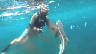 spearfishing SEQ [upl. by Assertal]