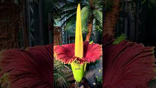 Corpse Flower Time Lapse  shorts motivation corpseflower biggest flowers blooming [upl. by Trebbor549]