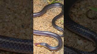 🐍●³◇² Pinkheaded Reed Snake Whiteheaded Reed Snake Calamaria schlegeli [upl. by Marciano576]