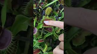 i love carnivorous plants 🌿🍃nature garden plants [upl. by Koslo]