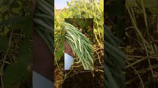 Lobia ki aakhri harvesting videos [upl. by Aihsek]