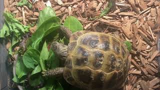 Unedited footage of a tortoise eating ASMR [upl. by Gretal619]