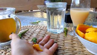 Geckos Lining Up to Eat From Our Hands [upl. by Rior]