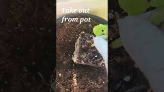 Transplant basil to bigger potgardening [upl. by Tommie]